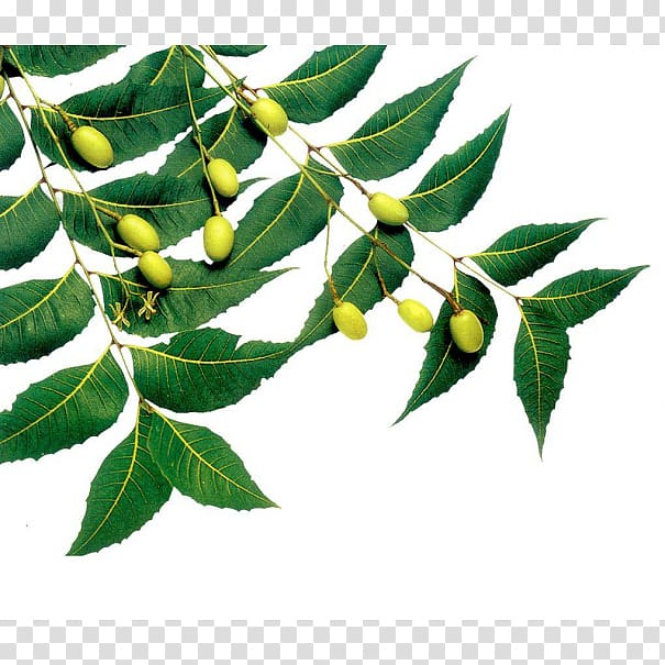 neem,tree,oil,cake,miscellaneous,leaf,branch,twig,fruit,seed oil,organic farming,seed,plant,масло,масло ним,оно,azadirachta,mahogany,liquid,extraction,evergreen,удобрения,neem tree,neem oil,neem cake,azadirachtin,green,fruits,png clipart,free png,transparent background,free clipart,clip art,free download,png,comhiclipart