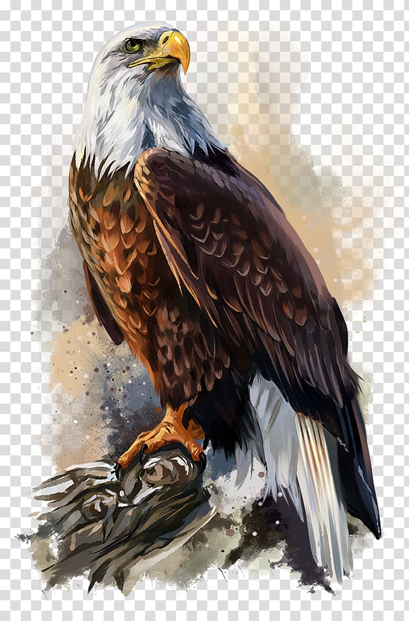 bald,eagle,poster,watercolor painting,animals,fauna,wildlife,falcon,bird,painting,feather,oil painting,watercolor,stock photography,hawk,accipitriformes,drawing,buzzard,bird of prey,beak,wing,bald eagle,poster art,png clipart,free png,transparent background,free clipart,clip art,free download,png,comhiclipart