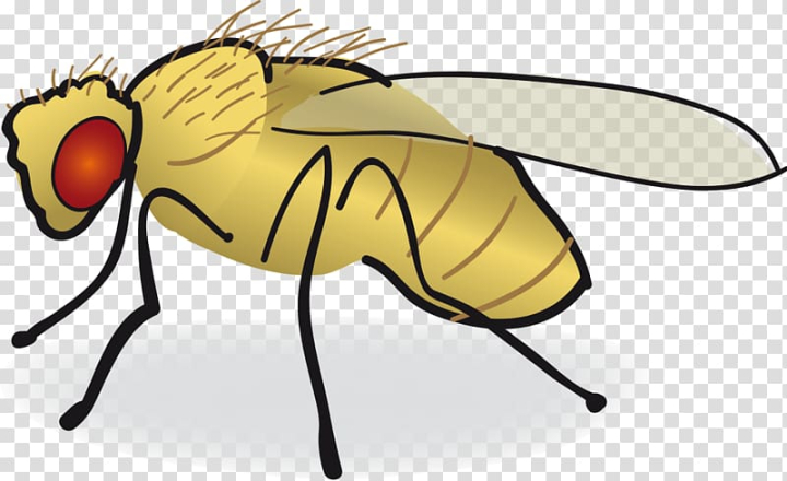 Free: Common fruit fly Drawing , fly transparent background PNG