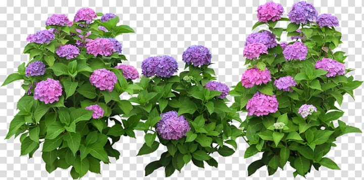 flower,garden,purple,annual plant,flowers,hydrangea,french hydrangea,анимация,tree,shrub,aster,playcast,plant,nature,landscaping,container garden,gardening,flowering plant,кaртинки,flower garden,png clipart,free png,transparent background,free clipart,clip art,free download,png,comhiclipart