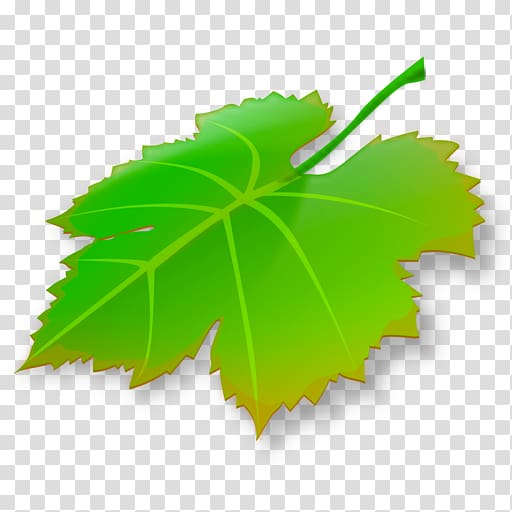 mac,app,store,leaf,fruit  nut,mac os x,macos,macx,pixelmator,plant,green,grape leaves,computer software,breeze,autumn,app store,tree,gomo,mac app store,apple,png clipart,free png,transparent background,free clipart,clip art,free download,png,comhiclipart