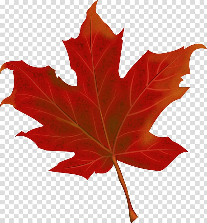 th,anniversary,canada,maple,leaf,autumn,tourism,world,autumn leaf color,maple tree,plant,tree,150th anniversary of canada,maple leaf,png clipart,free png,transparent background,free clipart,clip art,free download,png,comhiclipart