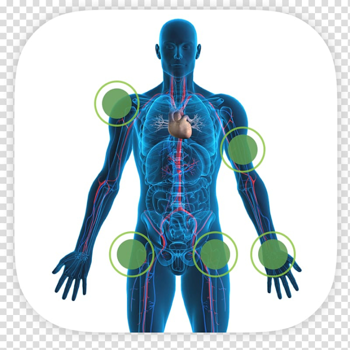 human,body,skeleton,anatomy,objects,organ,organism,shoulder,stock photography,muscle,joint,adipose tissue,human behavior,homo sapiens,axial skeleton,appendicular skeleton,tissue,human body,body human,human skeleton,heart,human anatomy,bone,png clipart,free png,transparent background,free clipart,clip art,free download,png,comhiclipart