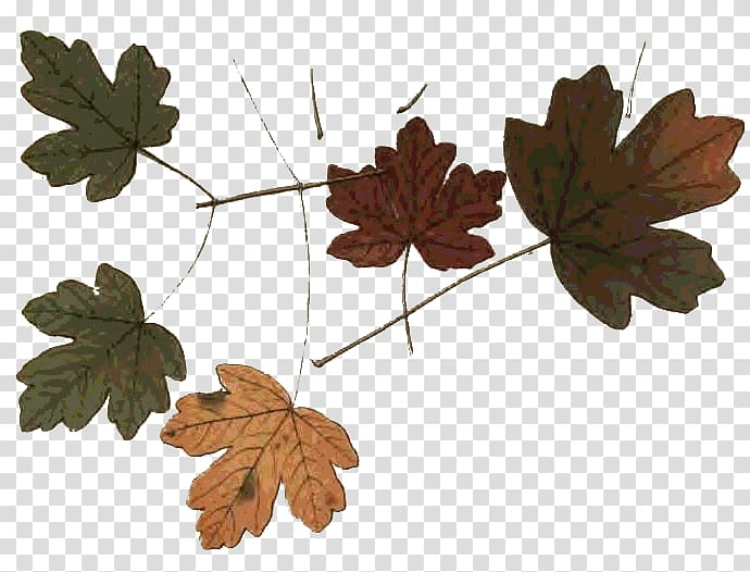 autumn,maple,leaf,northern,hemisphere,maple leaf,branch,fall leaves,twig,southern hemisphere,tree,scrapbooking,plant,northern hemisphere,nature,gimp,autumn leaf color,png clipart,free png,transparent background,free clipart,clip art,free download,png,comhiclipart