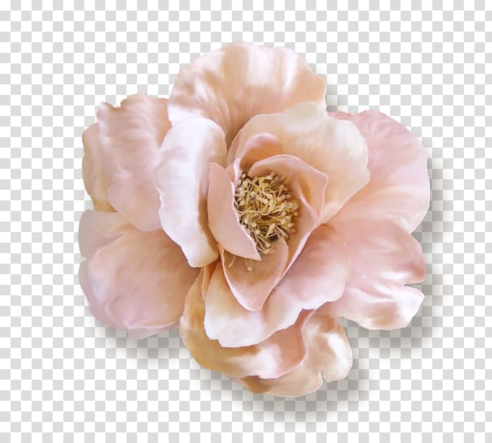 cabbage,rose,garden,roses,others,flower,rose order,peony,treasure,givenchy,pink lace,room dividers,rosa centifolia,rose family,cut flowers,petal,peach,moment,folding screen,flowering plant,ep 9,designer,люблю,ballet,beautiful,fashion,cabbage rose,paper,garden roses,pink,lace,png clipart,free png,transparent background,free clipart,clip art,free download,png,comhiclipart