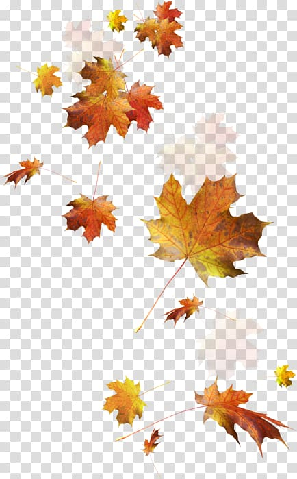 autumn,leaf,color,hirai,momo,maple,maple leaf,orange,branch,maple tree,flowering plant,computer icons,autumn leaf color,tree,png clipart,free png,transparent background,free clipart,clip art,free download,png,comhiclipart