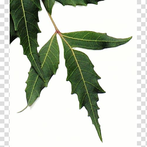 neem leaf clip art