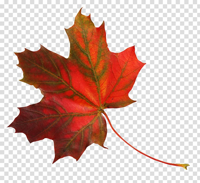 maple,leaf,raster,graphics,editor,greenwood,maple leaf,sticker,digital image,autumn,raster graphics editor,plant,openoffice draw,maple tree,flowering plant,drawing,tree,png clipart,free png,transparent background,free clipart,clip art,free download,png,comhiclipart