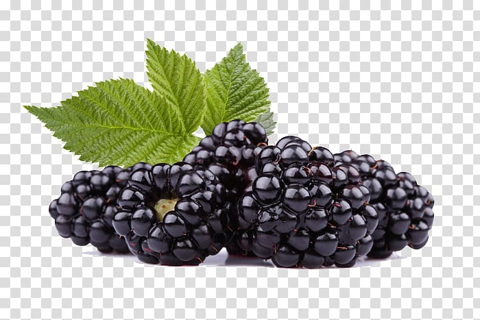 frutti,di,bosco,black,raspberry,natural foods,frutti di bosco,food,blueberry,oil,red raspberry,seed oil,superfood,bilberry,rosaceae,seed,berry,plant,ingredient,food  drinks,flavor,dewberry,boysenberry,vanilla,black raspberry,blackberry,fruit,raspberries,photos,png clipart,free png,transparent background,free clipart,clip art,free download,png,comhiclipart