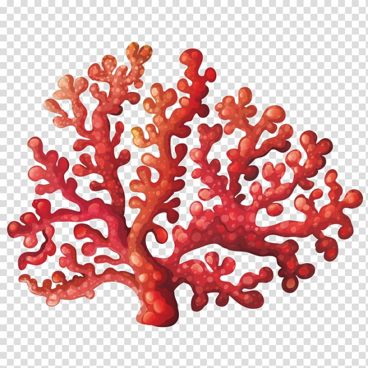 coral,reef,royalty,flower,happy birthday vector images,royaltyfree,flowers,sea,sea vector,stock illustration,stock photography,tree,watercolor flower,red,pink flower,coral vector,decoration,flower bouquet,flower pattern,flower vector,fotosearch,nature,algae,watercolor flowers,coral reef,pink,illustration,png clipart,free png,transparent background,free clipart,clip art,free download,png,comhiclipart