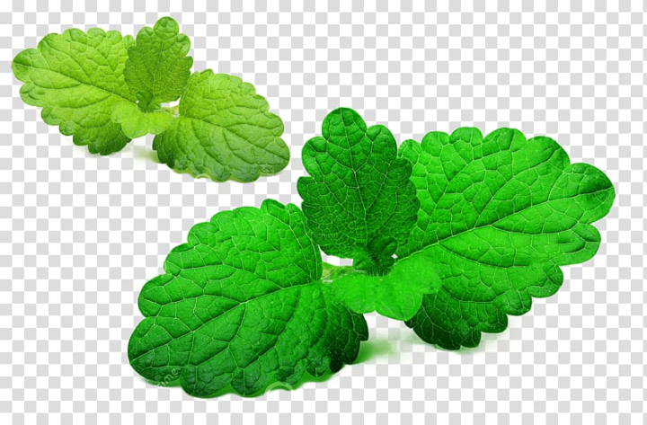 mentha,spicata,lemon,balm,green,leaf,leafy,material,leaf vegetable,white,maple leaf,annual plant,fruit  nut,leaves,spring greens,leafs,autumn leaf,herb,mint,officinalis,peppermint,plant,stock photography,thin,menthol,herbalism,green leaf,leaf and petals,lemons,de,materials,lemon leaves,mentha spicata,lemon balm,png clipart,free png,transparent background,free clipart,clip art,free download,png,comhiclipart