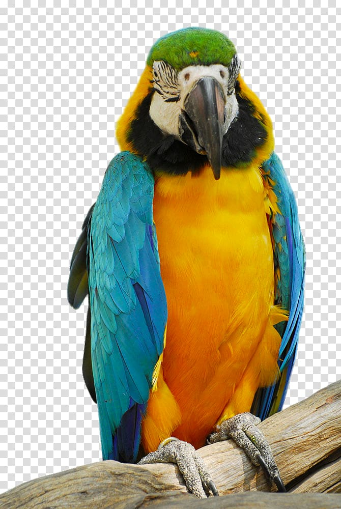 colorful,watercolor painting,color splash,animals,color pencil,parakeet,fauna,color,colors,color powder,material,animal,feather,png picture material,common pet parakeet,clips,perico,coloring,beak,color smoke,macaw,drawing,elements,colorful background,free,free png elements,hd,hd clips free png,yellow,parrot,bird,png clipart,free png,transparent background,free clipart,clip art,free download,png,comhiclipart