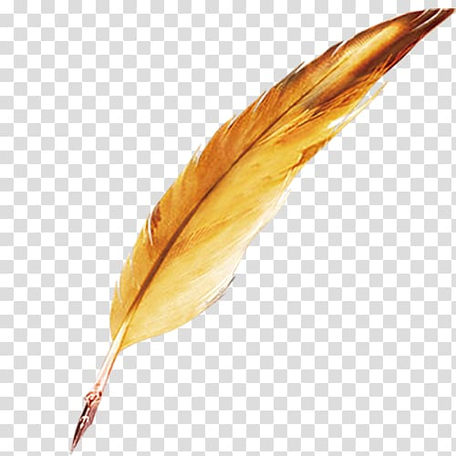 Gold Feathers PNG Transparent Images Free Download, Vector Files