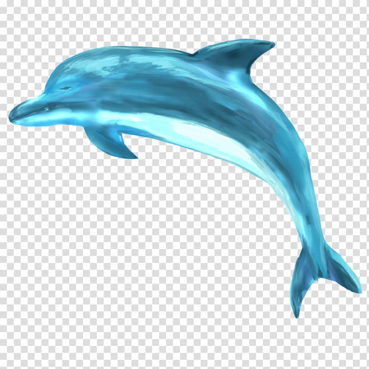 striped,dolphin,common,bottlenose,short,beaked,spinner,rough,toothed,watercolor painting,marine mammal,mammal,animals,bottlenose dolphin,fauna,whales dolphins and porpoises,marine biology,shortbeaked common dolphin,stenella,tucuxi,turquoise,whitebeaked dolphin,short beaked common dolphin,roughtoothed dolphin,rough toothed dolphin,aqua,coastal watercolor,common dolphin,fin,iruka umino,irukandji jellyfish,organism,wholphin,striped dolphin,common bottlenose dolphin,short-beaked common dolphin,spinner dolphin,rough-toothed dolphin,png clipart,free png,transparent background,free clipart,clip art,free download,png,comhiclipart