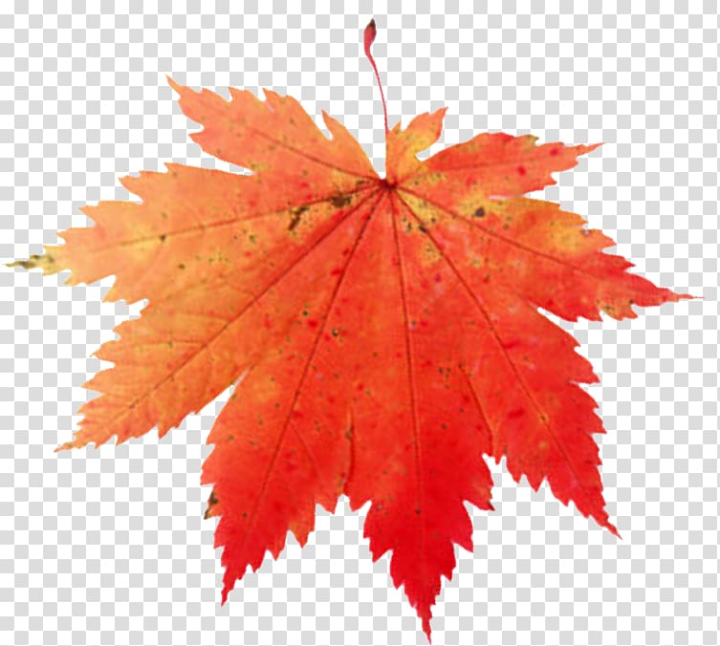 maple,leaf,canada,maple leaf,color,stock photography,maple tree,autumn,green,flowering plant,drawing,tree,png clipart,free png,transparent background,free clipart,clip art,free download,png,comhiclipart