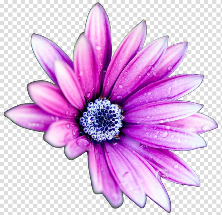 high,definition,television,display,resolution,common,daisy,daisies,herbaceous plant,violet,color,mobile phone,flower garden,magenta,flowers,daisy family,dahlia,bloom,purple flowers,petal,pink,plant,purple background,purple flower,purple flower border,purple smoke,rose,blooming,chrysanths,desktop computer,cut flowers,flowering plant,gerbera,closeup,highdefinition television,highdefinition video,flower,high-definition television,display resolution,common daisy,purple,png clipart,free png,transparent background,free clipart,clip art,free download,png,comhiclipart