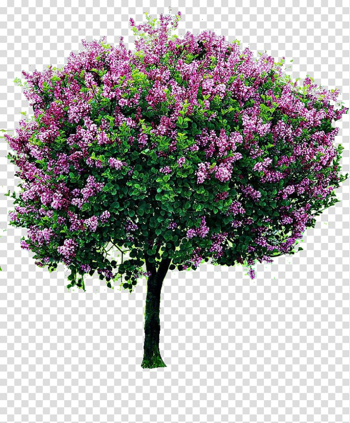tree,pruning,bougainvillea,purple,branch,flower,burning bush,rose,salix integra,soil,plant,ornamental plant,nature,box,landscaping,front yard,flowering plant,evergreen,cut flowers,shrub,lilac,tree pruning,garden,pink,flowering,png clipart,free png,transparent background,free clipart,clip art,free download,png,comhiclipart
