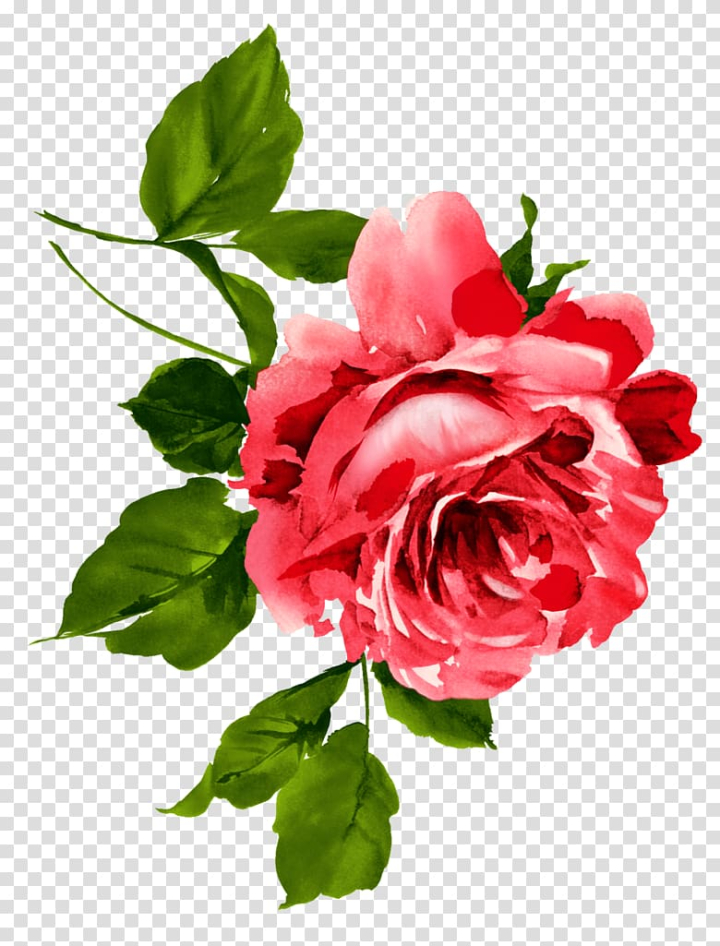 china,flower,floral,emblem,rosa,chinensis,watercolor,painting,type,watercolor painting,flower arranging,floribunda,artificial flower,plant stem,world,annual plant,rose order,peony,rosa chinensis,china rose,rose family,seed plant,tree peony,rosa centifolia,red,rose,plant,pink family,floral emblem,floral design,flower bouquet,flowering plant,garden roses,national flower of the republic of china,cut flowers,petal,pink,floristry,png clipart,free png,transparent background,free clipart,clip art,free download,png,comhiclipart