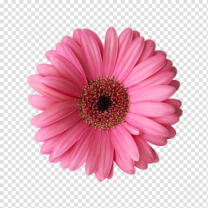 pink gerber daisy clip art