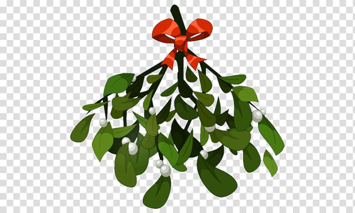 phoradendron,tomentosum,miscellaneous,food,leaf,branch,others,christmas decoration,flower,fruit,computer icons,ritual of oak and mistletoe,plant,parasitic plant,holly,christmas ornament,tree,mistletoe,phoradendron tomentosum,christmas,png clipart,free png,transparent background,free clipart,clip art,free download,png,comhiclipart