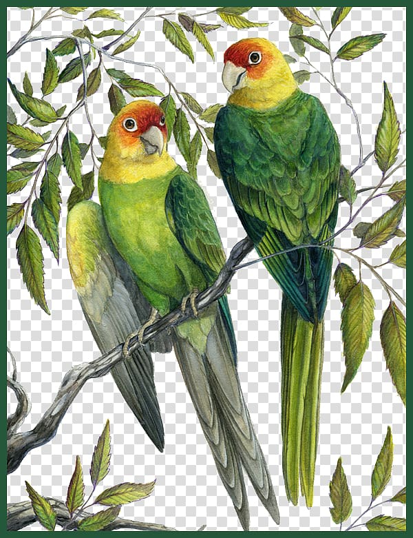 eastern,united,states,carolina,parakeet,birds,america,color,painting,watercolor painting,color splash,animals,color pencil,fauna,united states,color powder,bird,paint,feather,lorikeet,leaves,common pet parakeet,perico,perroquet,paint brush,paint splash,branches,birds of america,organism,neotropical parrot,conure,conuropsis,extinction,beak,george peckham,color smoke,lovebird,eastern united states,carolina parakeet,parrot,the birds of america,lead,png clipart,free png,transparent background,free clipart,clip art,free download,png,comhiclipart