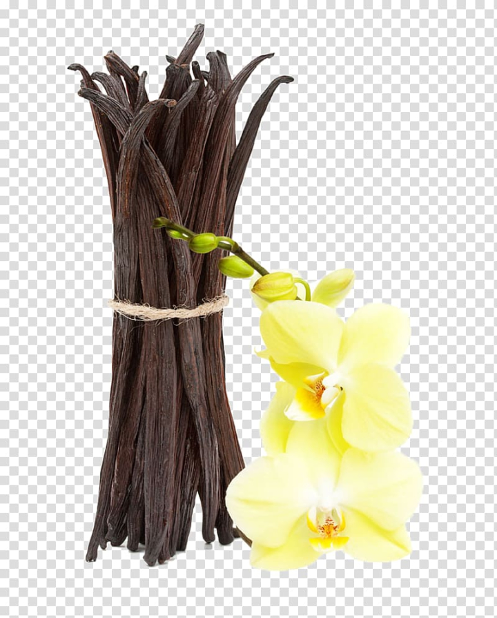 vanilla,extract,essential,oil,pods,yellow,flower,yellow flowers,twig,royaltyfree,flowers,fragrance oil,pod,spice,sticks,vanilla pod,watercolor flower,watercolor flowers,pink flower,parsley,bundle,clove,flavor,flower bouquet,flower pattern,flower vector,food  drinks,jojoba oil,oil of clove,almond oil,vanilla extract,essential oil,stock photography,perfume,moth,orchid,illustration,png clipart,free png,transparent background,free clipart,clip art,free download,png,comhiclipart