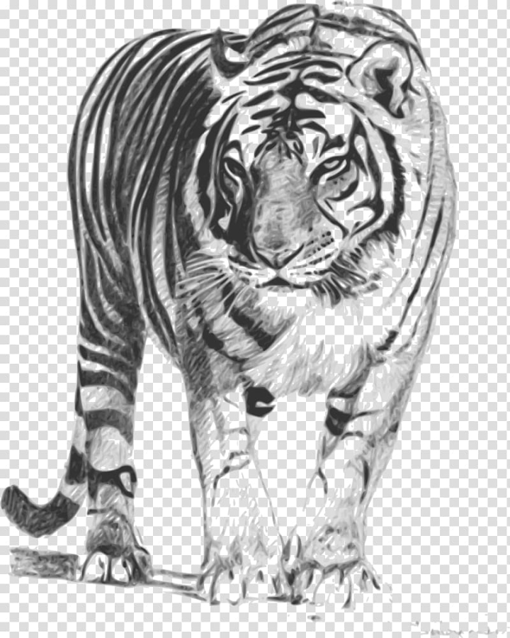 Royal Bengal Tiger Animal Painting