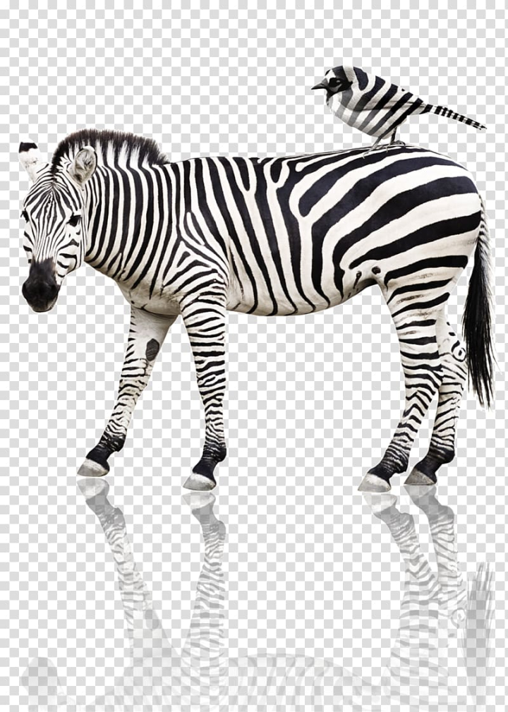 Free: Quagga Tiger Horse Bird Animal, zebra transparent background PNG  clipart 