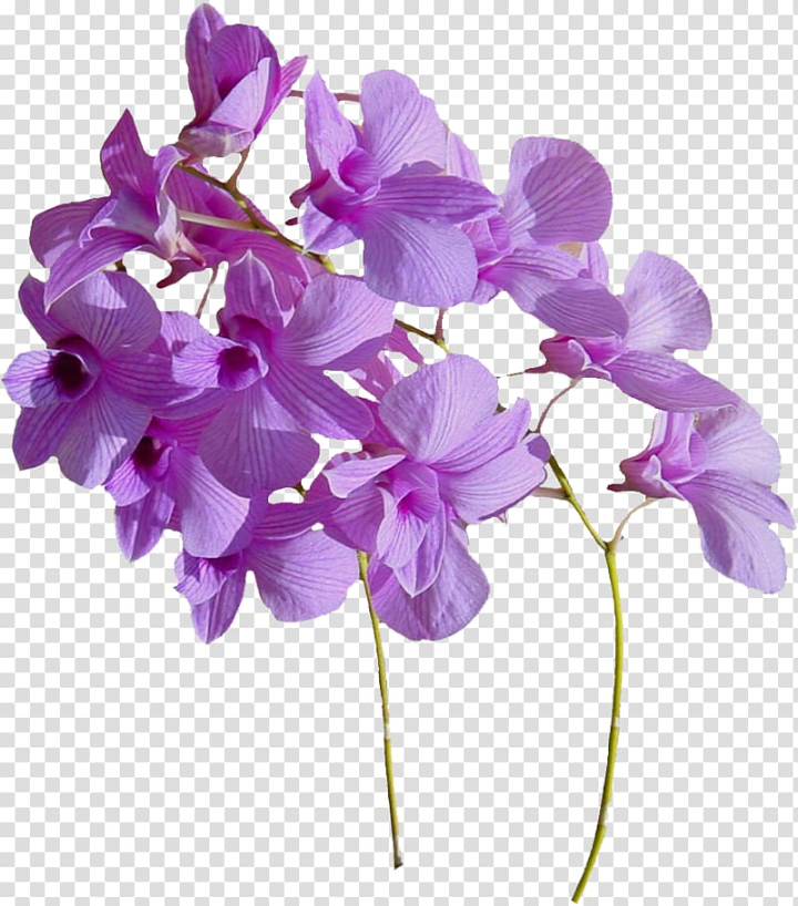 Free: Pink Dendrobium orchids in bloom, Flower , Real flowers ...