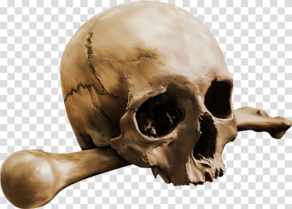 Free: Human skull Calavera Bone Skeleton, Skull Crossbones transparent  background PNG clipart 