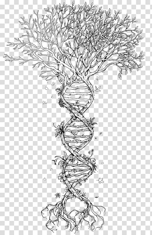 double,helix,personal,account,discovery,structure,dna,tree,nucleic,acid,genetics,watercolor,colorful,life,branch,biology,monochrome,plant stem,root,twig,plants,flower,tattoo,tree of life,plant,organism,nucleic acid double helix,area,monochrome photography,line art,artwork,black and white,drawing,family tree dna,flora,flowering plant,genetic code,line,woody plant,png clipart,free png,transparent background,free clipart,clip art,free download,png,comhiclipart