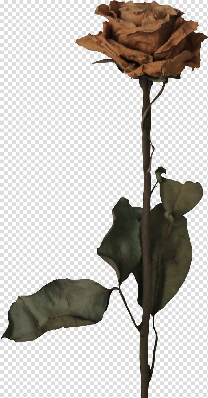 Withered png images