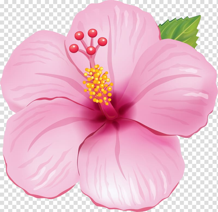 flower,drawing,portable,network,graphics,pink flowers,stock photography,floral design,watercolor painting,hawaiian language,party,moana,flowering plant,pink,hibiscus,plant,malvales,petal,mallow family,magenta,seed plant,annual plant,chinese hibiscus,peach,png clipart,free png,transparent background,free clipart,clip art,free download,png,comhiclipart