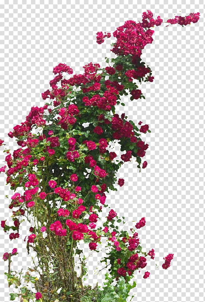 garden,roses,rambler,rose,field,damask,hybrid,tea,climber,plant,annual plant,plants,flower,magenta,rose order,ramblerrose,rosa wichuraiana,rose family,shrub,pink family,pink,cut flowers,damask rose,field rose,floral design,flowering plant,garden roses,hybrid tea rose,petal,tea rose,png clipart,free png,transparent background,free clipart,clip art,free download,png,comhiclipart