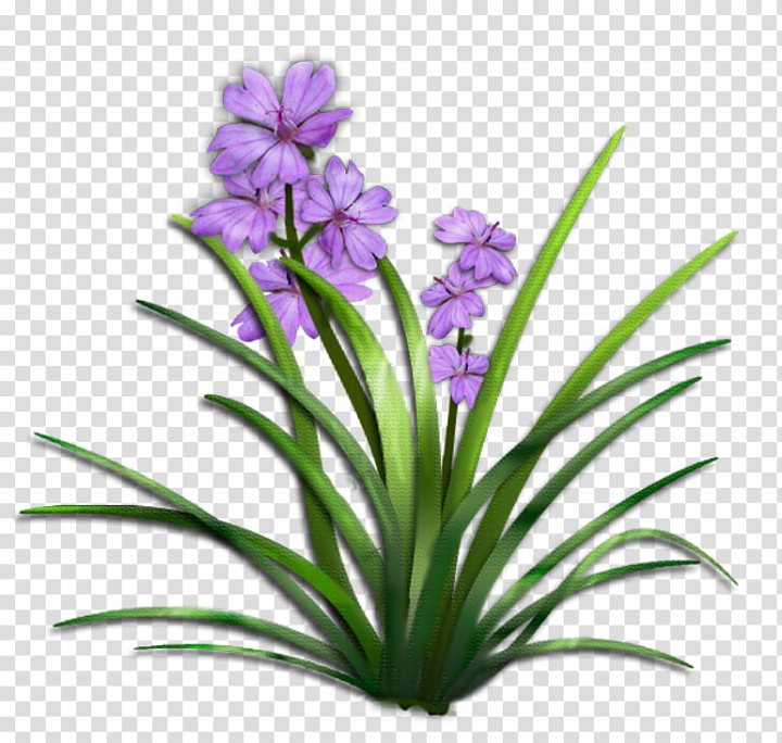 flowers,purple,petaled,resources & stock images,png clipart,free png,transparent background,free clipart,clip art,free download,png,comhiclipart