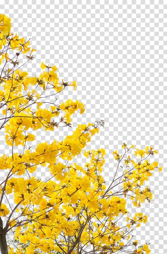 Free: Yellow , yellow flowers transparent background PNG clipart 