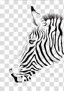 animals,zebra,sketch,scraps,png clipart,free png,transparent background,free clipart,clip art,free download,png,comhiclipart