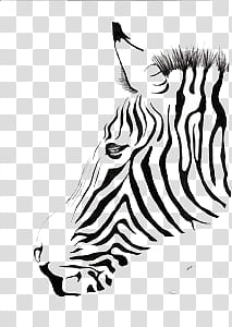 Free: ANIMALS, zebra sketch transparent background PNG clipart - nohat.cc