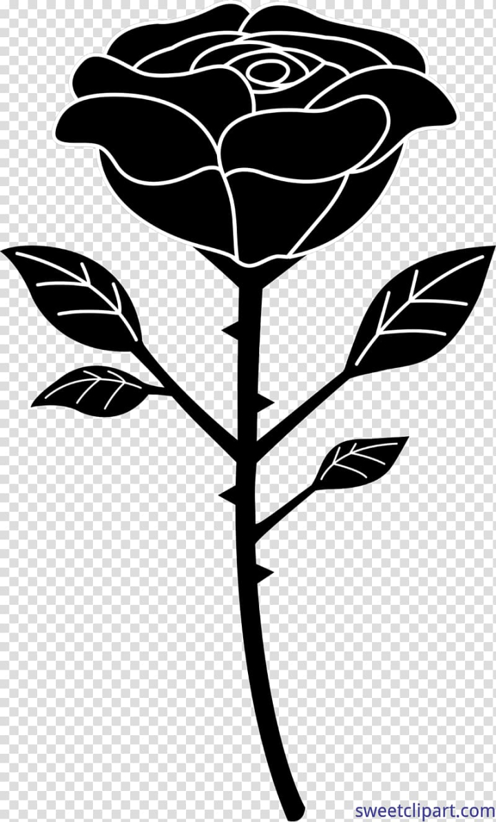 black rose sketch