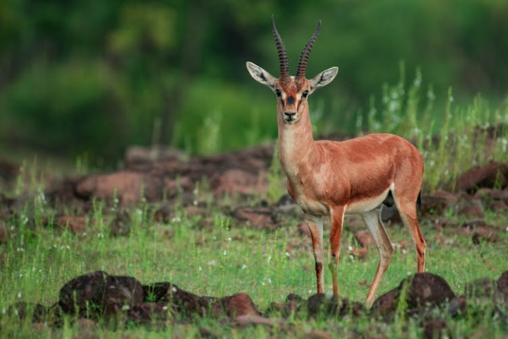 animal,animal photography,antelope,antlers,artiodactyla,cervidae,deer,field,grass,herbivore,mammal,wildlife