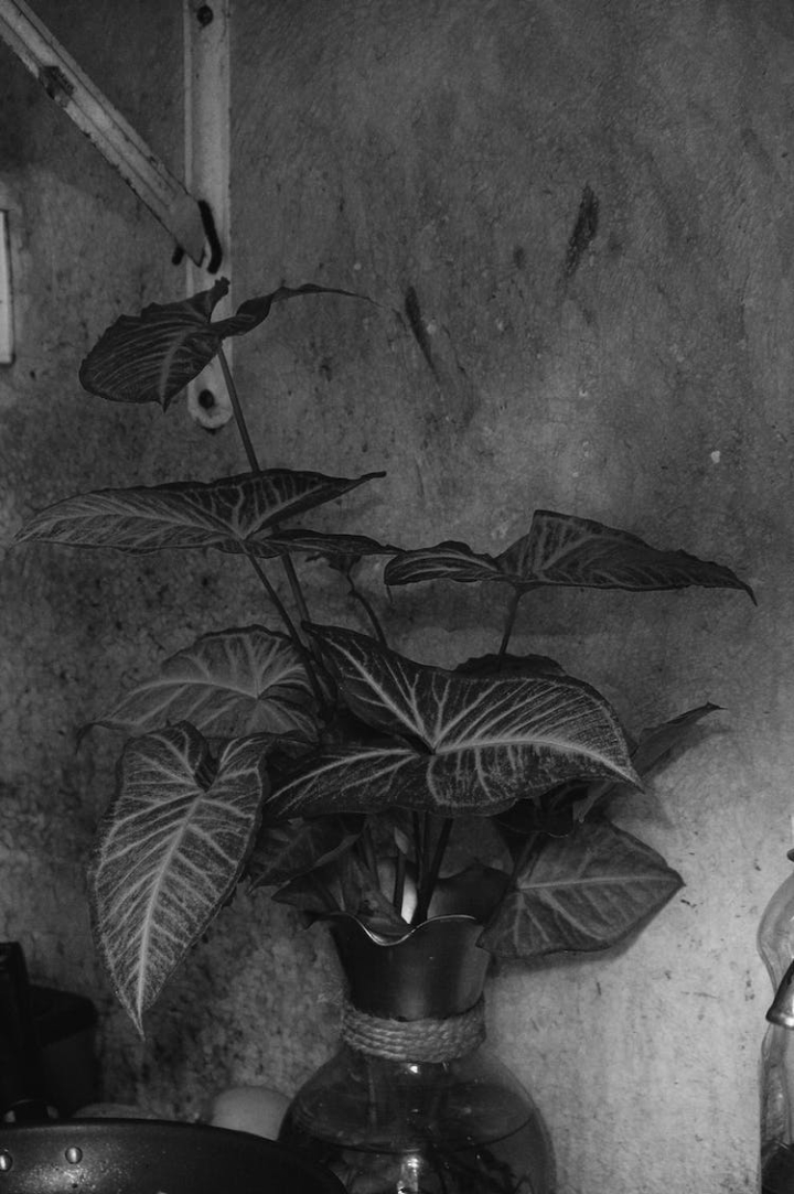black and white,decor,leaves,still life,vase,vertical shot