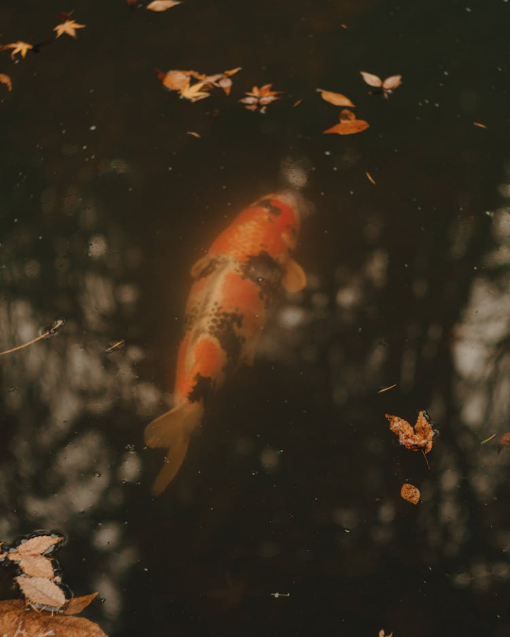 animal,animal themes,autumn,calm water,fallen leaves,fish,joint,koi,koi fish,lake,leaves,nature,reflective,striped,striped fish,swimming,tones,underwater,water