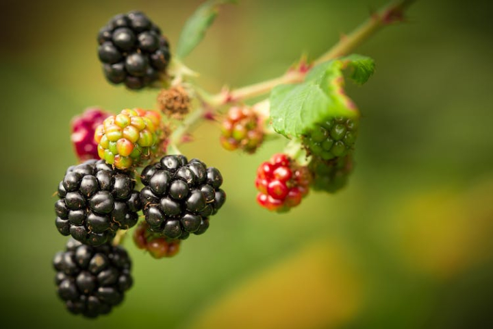 berries,berry,blackberries,blackberry,blueberries,bright,color,confection,delicious,dessert,flora,food,fruit,garden,grow,health,healthy,juicy,leaf,nutrition,strawberries,summer