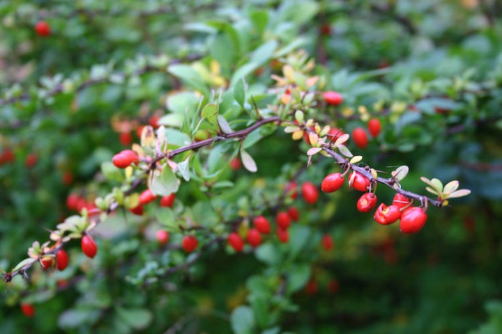 berry,branch,bright,color,flower,food,fruit,garden,growth,leaves,outdoors,pasture,season,shrub,summer,tree