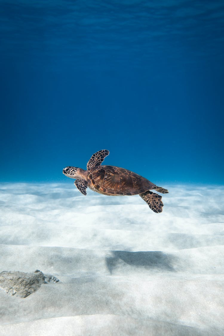 animals in the wild,freedom,mobile wallpaper,sea,sea life,sea turtle,swimming,underwater,vertical shot