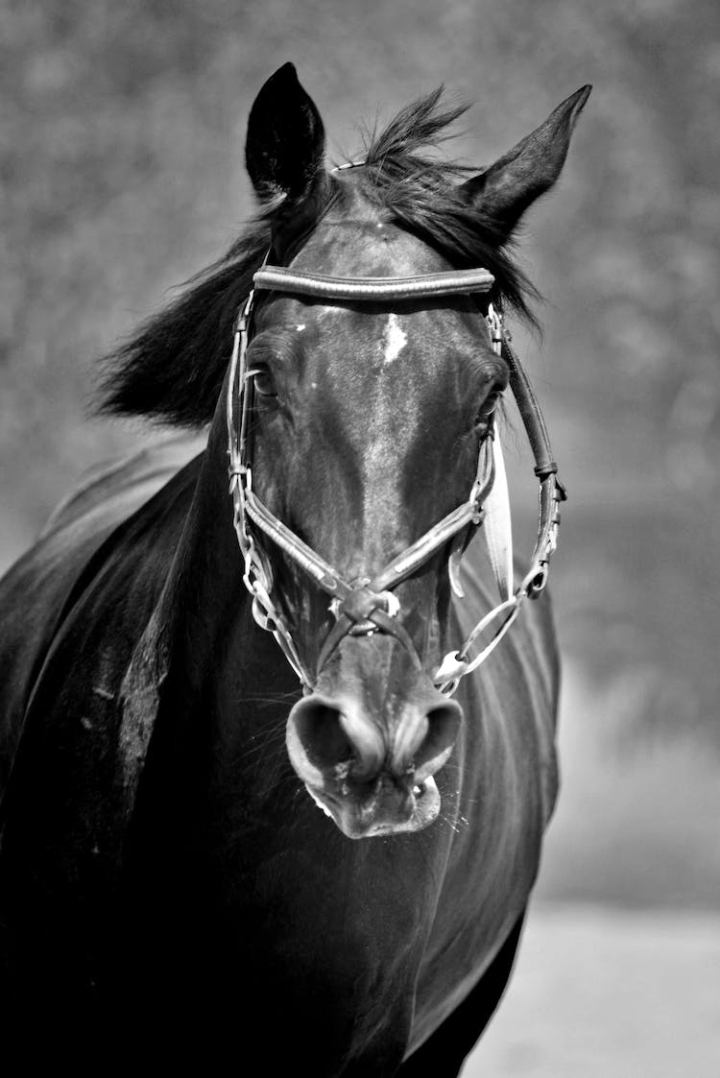 animal photography,black and white,bridle,equestrian,equine,head,horse,mane,mare,stallion