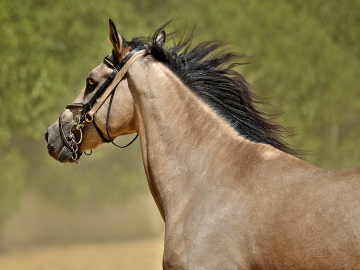 animal photography,cavalry,chestnut,equestrian,equine,horse,mane,mare,profile,stallion