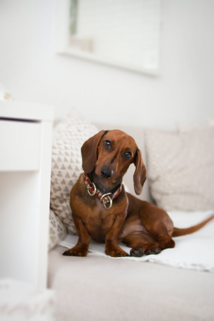 adorable,animal photography,breed,canidae,canine,companion,cute,dachshund,dog face,dog head,dog photography,dog portrait,domestic animal,human s best friend,looking at camera,mammal,pedigree,pet photography,puppy,purebred