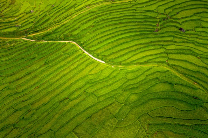aerial photography,agriculture,countryside,cropland,drone shot,farmland,field,grass,paddy field,rice terraces,rural