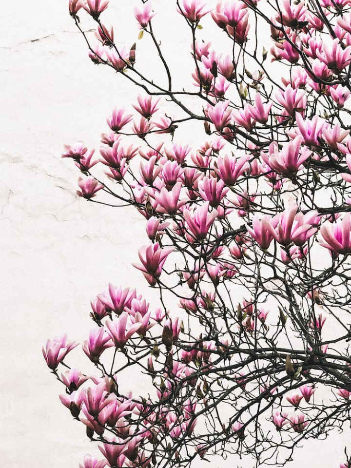 blooming,close-up,flower photography,magnolia liliiflora,pink,vertical shot,white wall